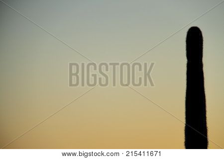 Silhouette Of A Saguaro With The Sky As Copy Space