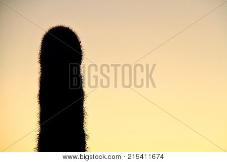 Silhouette of a Saguaro with the Sky as Copy Space.