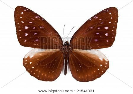 Brauner Schmetterling Euploea Phaenareta isoliert