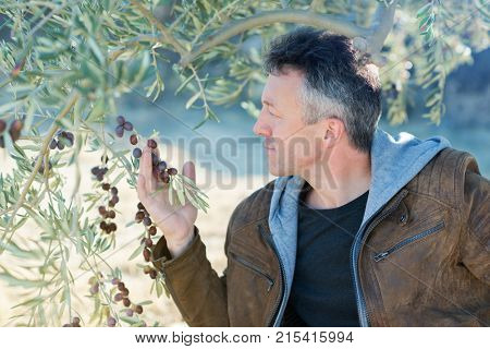 Handsome man posing in olive trees garden. Male portrain over mediterranean olive field ready for harvest. Confident mature man in spanish olive's grove with ripe fresh olives.