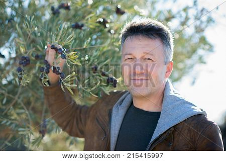 Handsome man posing in olive trees garden. Male portrain over mediterranean olive field ready for harvest. Confident mature man in spanish olive's grove with ripe fresh olives.