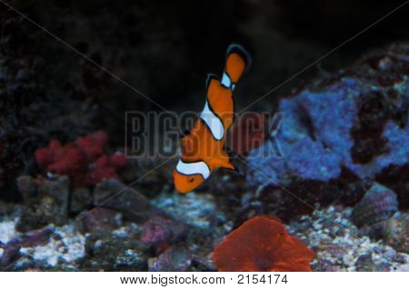 Clown_Fish_2