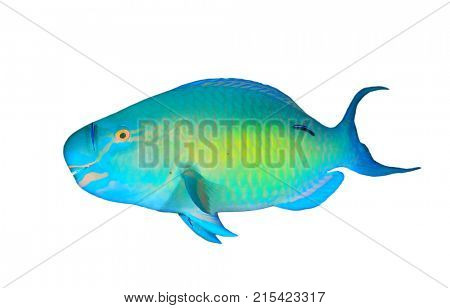 Parrotfish fish isolated on white background
