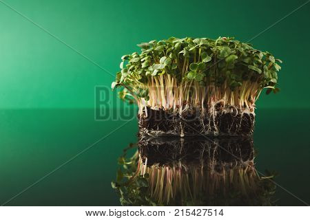 Fresh micro greens isolated at green background reflecting in glass table. Growing redish sprouts for healthy salad. Eating right, stay young and modern restaurant cuisine concept