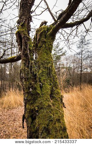 Old mossy tree in the middle of the forest