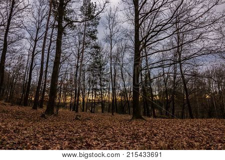 Fallen brown leaves in the middle of the forest