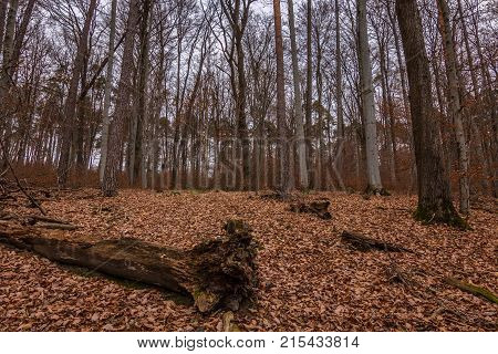 Fallen brown leaves in the middle of the forest