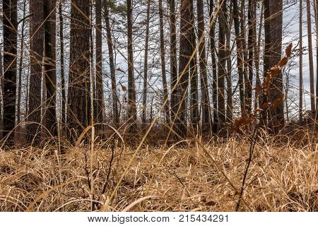 Fallen brown leaves and dry grass in the middle of the forest