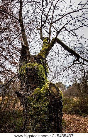 Old mossy tree in the middle of the forest
