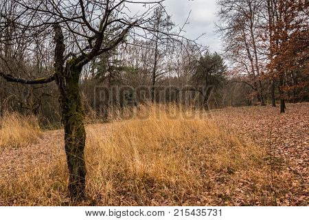 Old mossy tree in the middle of the forest