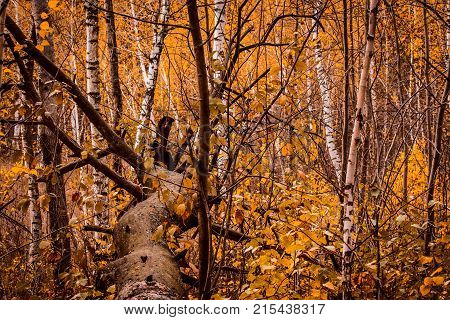 natural autumn background fallen tree in a bright forest with thin young birches