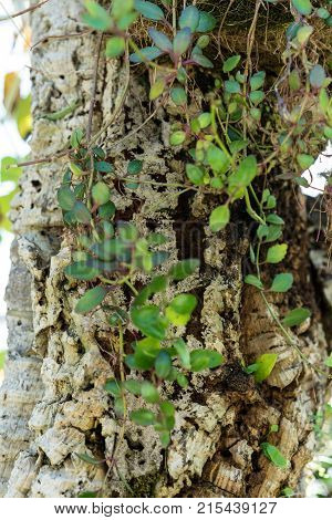 tree trunk and leaves of rhipsalis baccifera cactus also known as Spaghetti cactus cactaceae