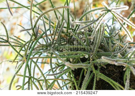 tree trunk and leaves of rhipsalis baccifera cactus also known as Spaghetti cactus cactaceae