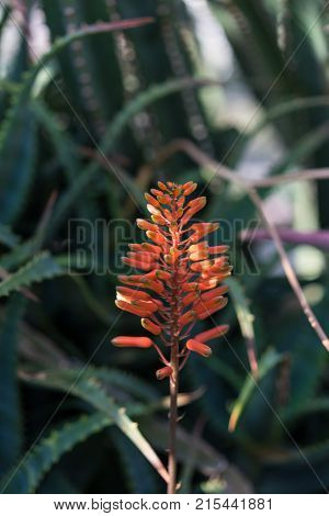 red succulent flower bud close up macro view with green background