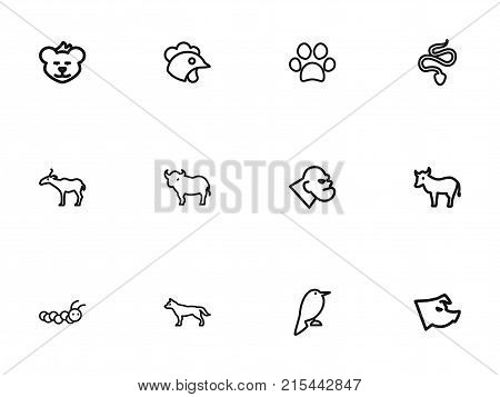 Set Of 12 Editable Zoology Outline Icons. Includes Symbols Such As Philomel, Canine, Cougar And More