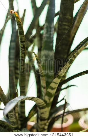 billbergia zebrina plant close up view in garden