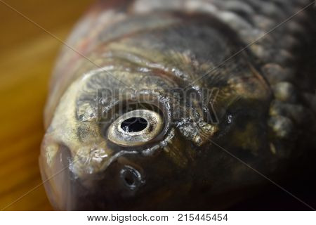 head fresh river carp close up with fish eye in focus