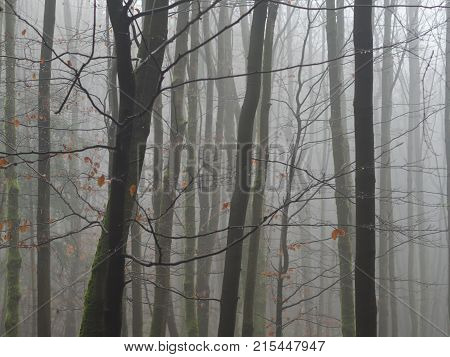 Misty November Mysterious Beech Tree Forest After Rain Drop Bare Tree With Rests Of Orange Leaves Na
