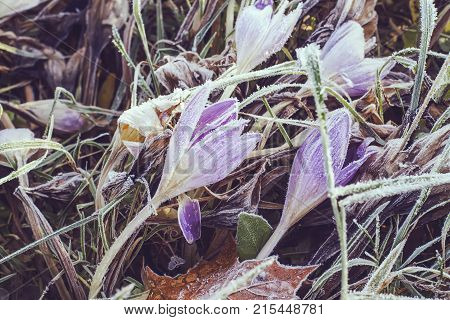 Frozen purple wildflowers in autumn park at early morning.