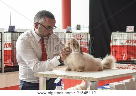 MALAGASPAIN-NOVEMBER 25:In the image we see a judge watching an exotic cat during the celebration of the feline beauty contest.On November 25 2017 in Malaga Spain.