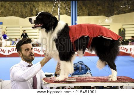 MALAGA SPAIN-NOVEMBER 25:we see in this image a man combing his border collie breed dog preparing him for the exhibition.On November 252017 in MalagaSpain.