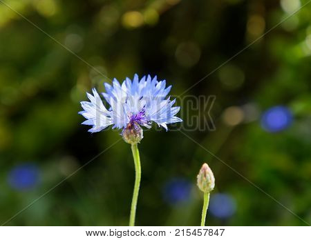 Closeup of blue Cornflower defocused green background