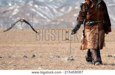 the golden eagle flying towards pray, traing by mongolian kazakh during the golden eagle festival in mongolia