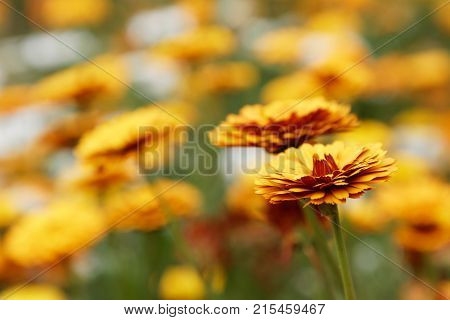 Many orange Zinnia flowers short depth of field