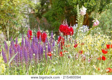 Beautiful lilac and red flowers in a flowerbed trees in the background