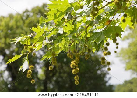 Branch of green maple tree with cones