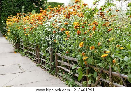 Orange Marigold flower growing inside a wooden fence