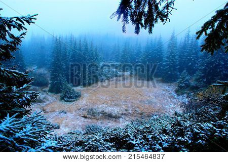 clearing in the forest with spruces after the first snow in the year. Clearing in a spruce forest