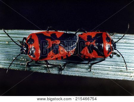 Mating Rape Bugs On A Green Leaf