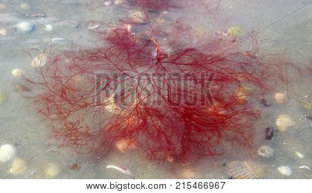 Red algae polisifoniya frozen in the ice