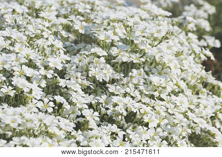 Lush Field of Small White Flowers Closeup