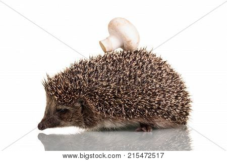 Funny Little Hedgehog With Mushroom On The Thorns Isolated On White Background