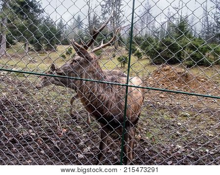 Red deer with small antlers behind a grid close-up. Green trees gray gloomy sky mesh fence and a brown deer stands in the clearing