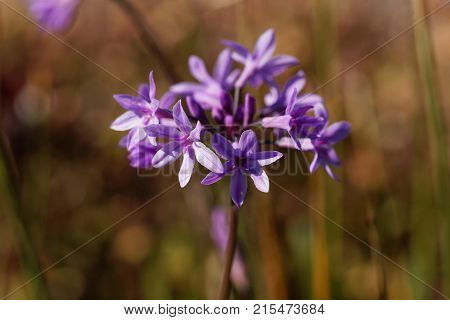 Society Garlic (tulbaghia Violacea)