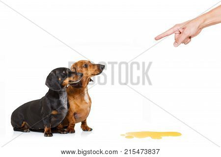 Dogd Pee Owner At Home