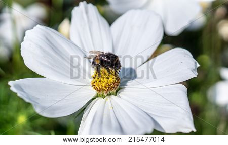 bumblebee on the white flower with big petals at summer. nature flora.