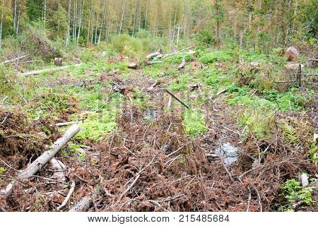 Illegal Logging In Siberia