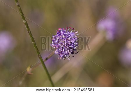 Devil Bit Scabious (succisa Pratensis)
