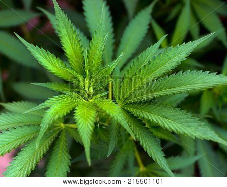 Green Leafs Of Hemp Cannabis, Marijuana Background