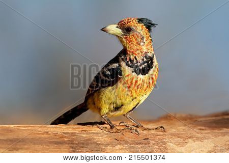 A crested barbet (Trachyphonus vaillantii) sitting on a tree branch, South Africa