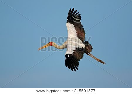 Yellow-billed stork (Mycteria ibis) in flight, Kruger National Park, South Africa