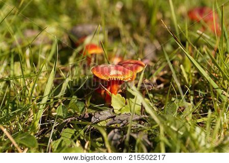 Scarlet Hood Fungi, Hygrocybe Coccinea