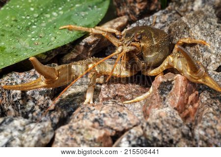 Cancer is a bully from our pond had been in trouble. Combat stance.