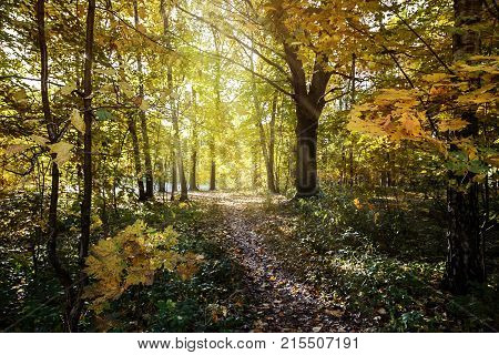 Sunlight on the path in autumn Park.