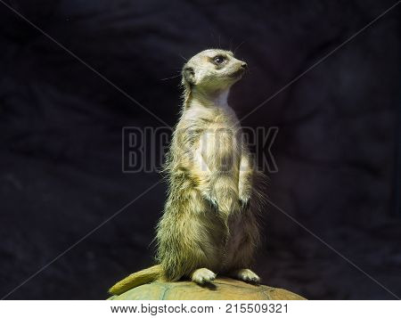 Cute meerkat standing on the shell of a turtle. The dark background