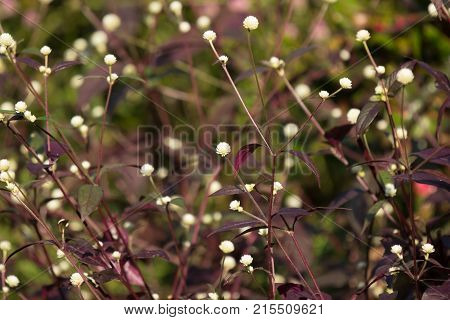 White Small Flower Of Red Ivy Or Red Flame Ivy